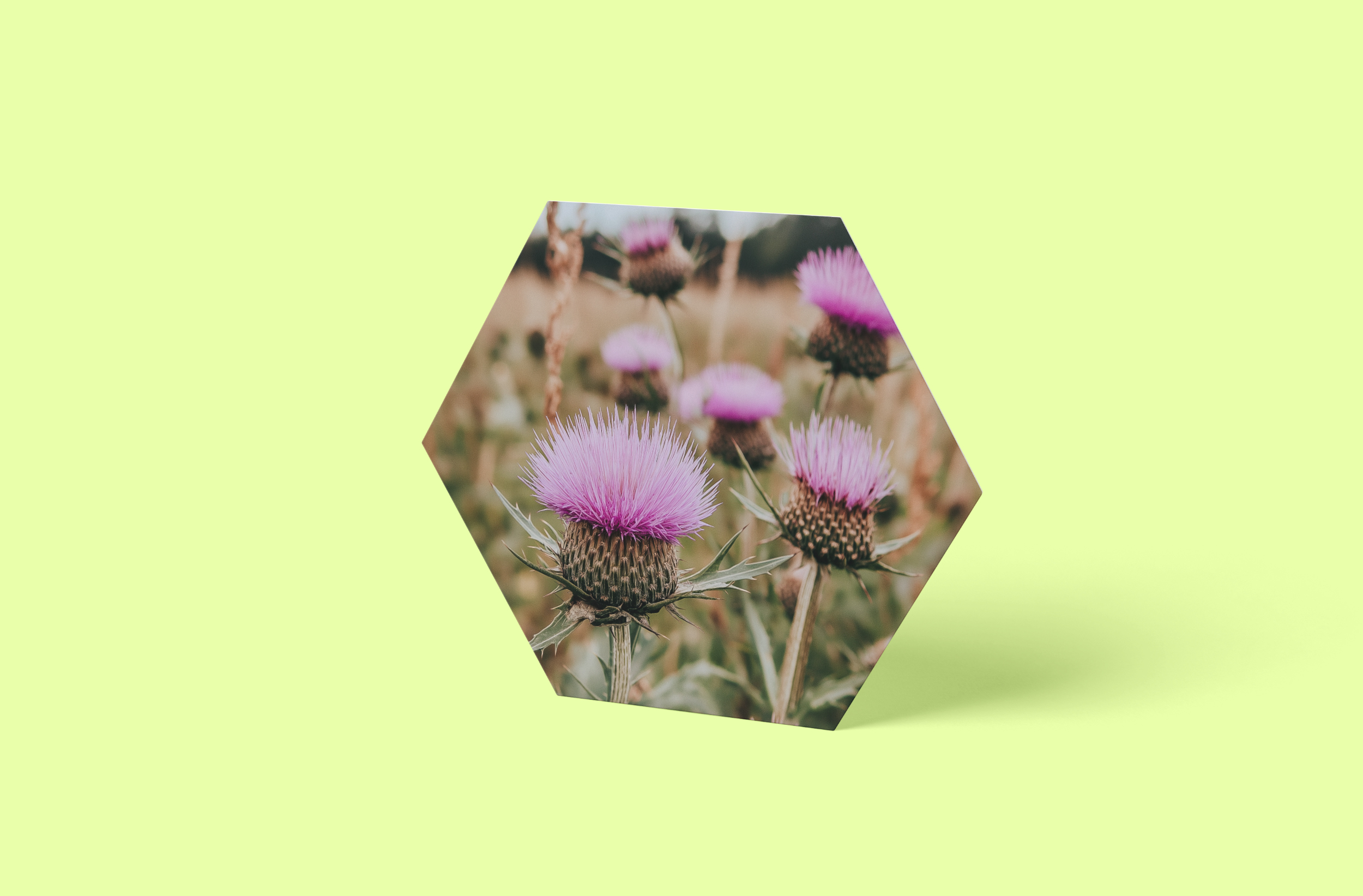 Disteln Foto Hexagon Wandbild