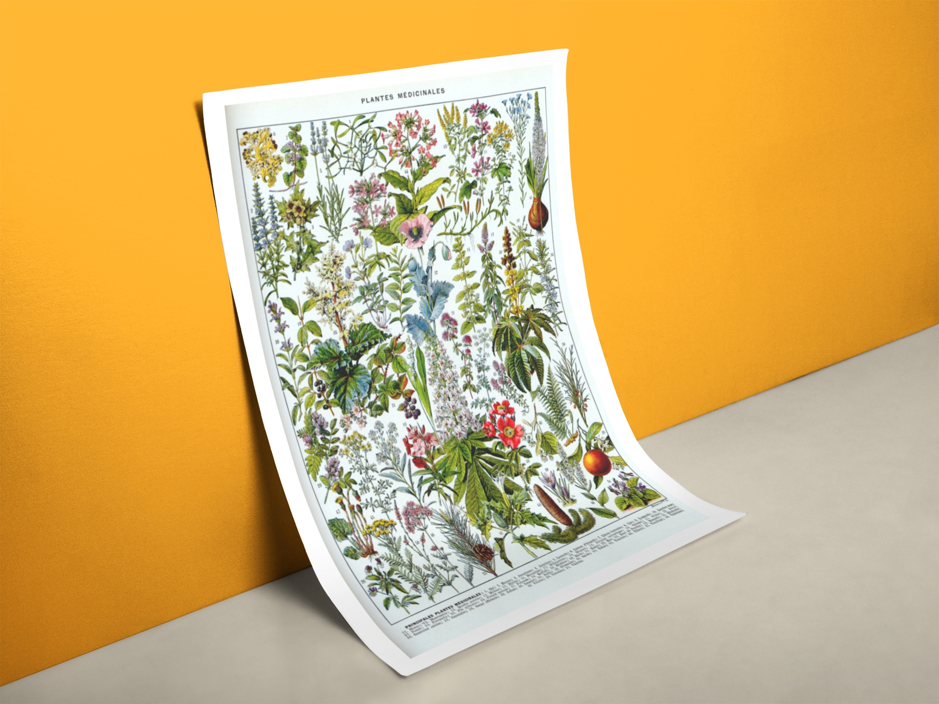 Kräuter Übersicht Poster Lehrtafel