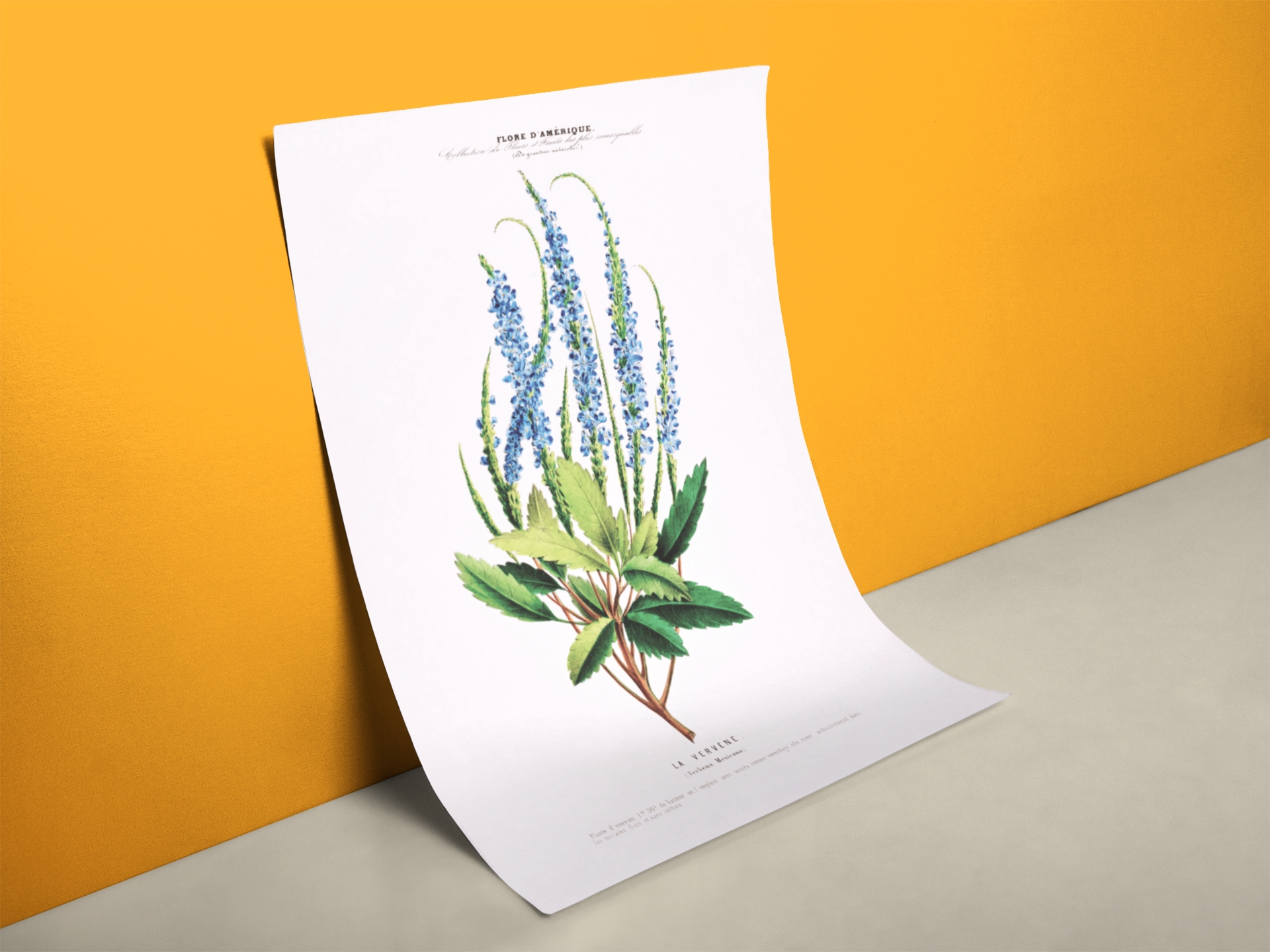 Lavendel Botanik Poster