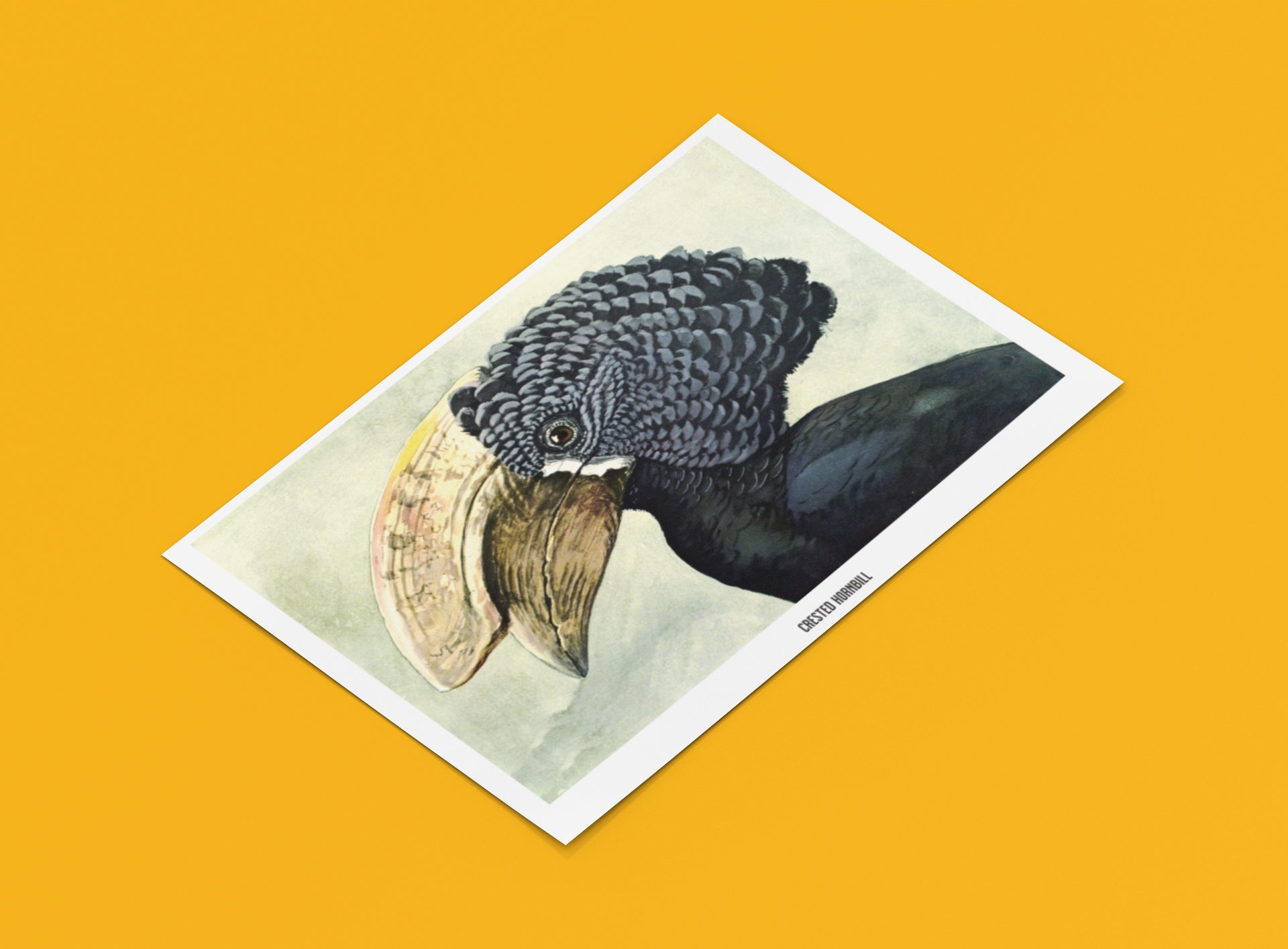 Nashorn Vogel Poster
