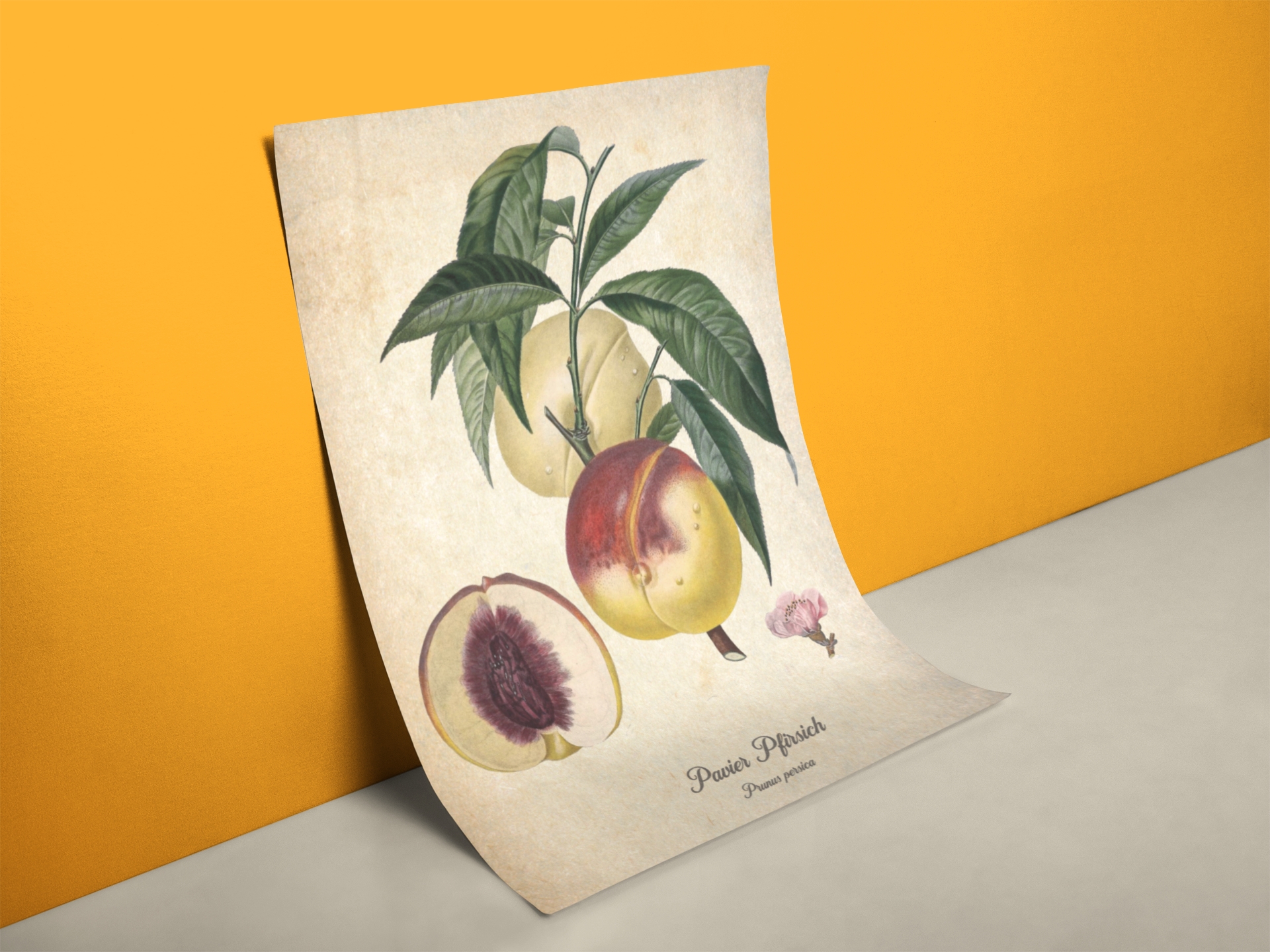 Retro Pfirsich Botanik Poster