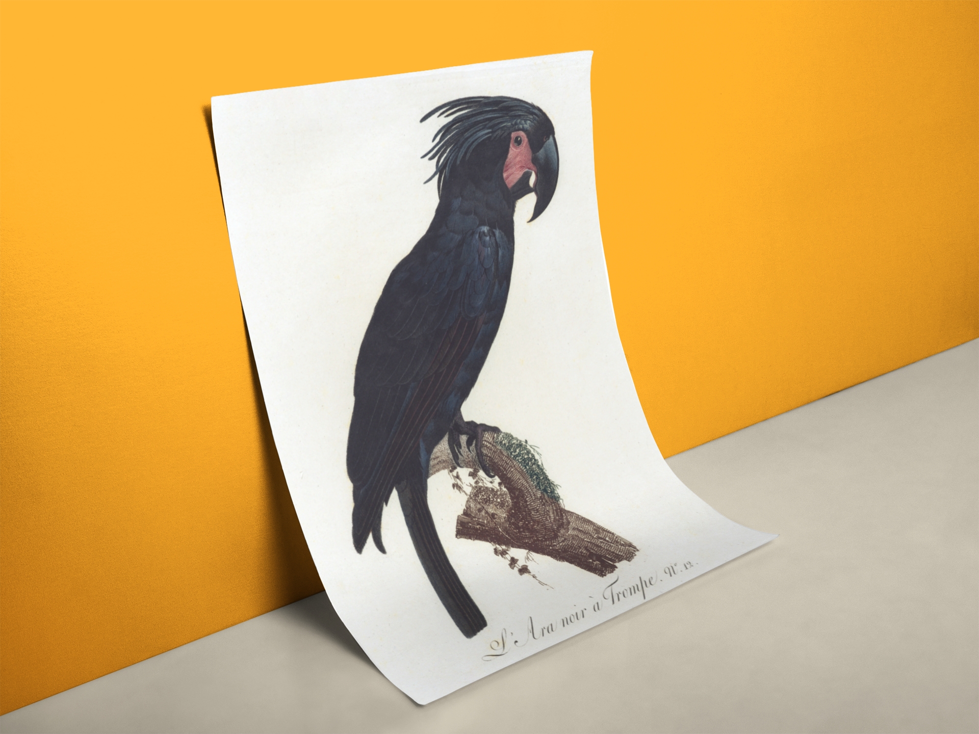 Poster Schwarzer Papagei