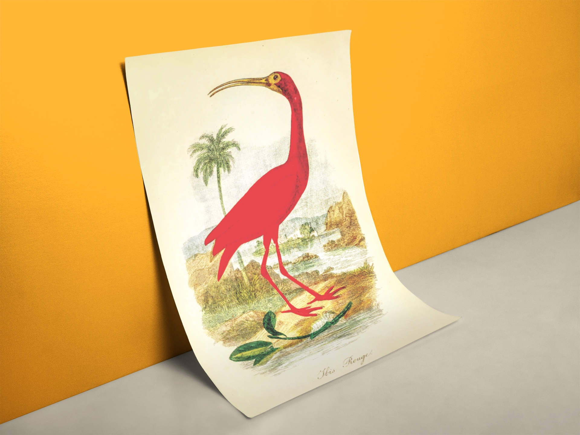 Roter Ibis Poster - Lehrtafel Wandbild