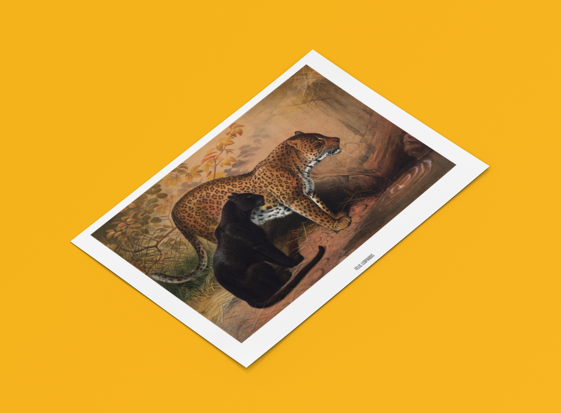 Schwarze Leoparden Bild
