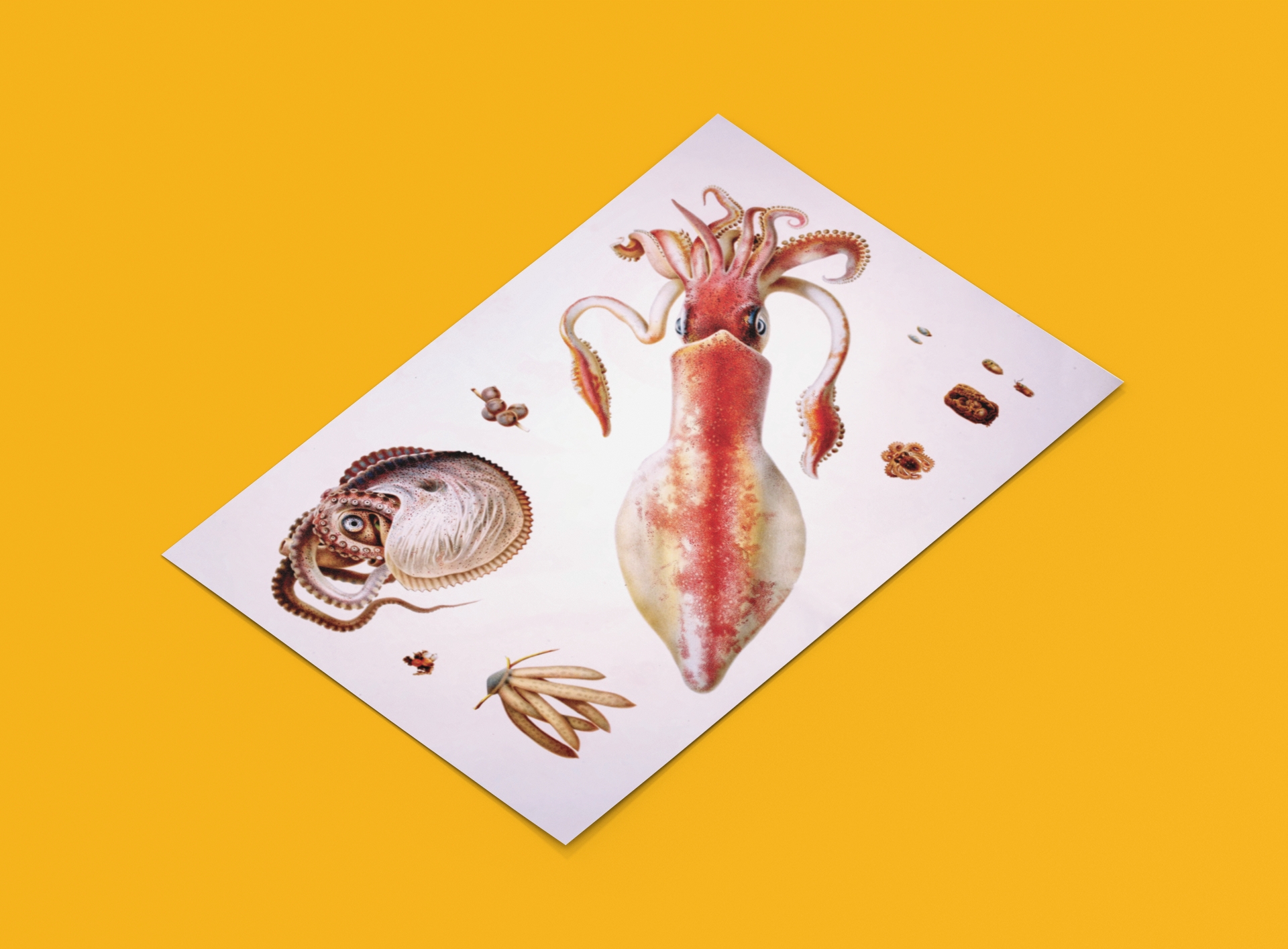 Tintenfische Wandbild - Retro Poster