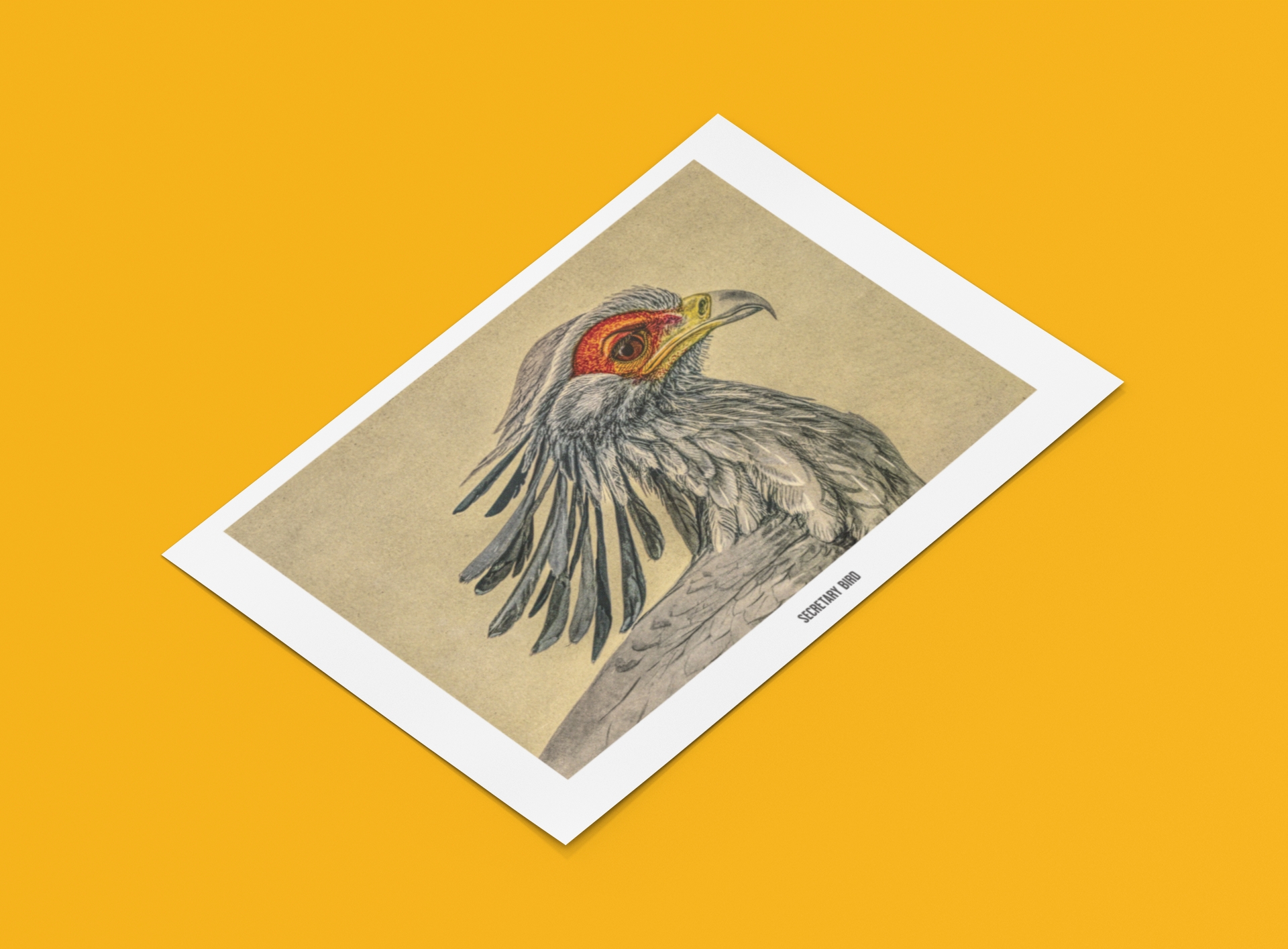 Vogel Sekretär Poster